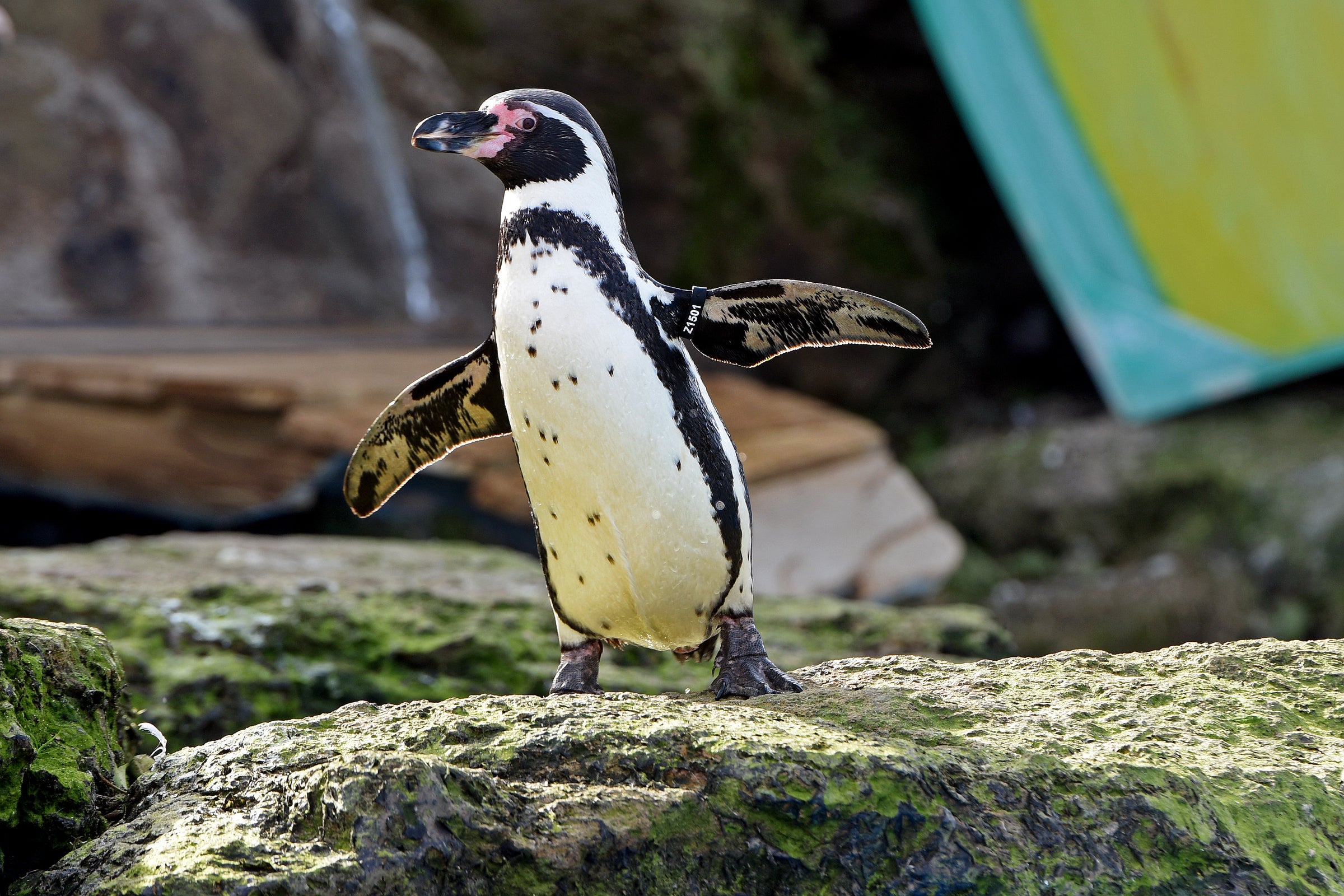 Roar into Adventure: Chessington World of Adventures One-Day Thrill!