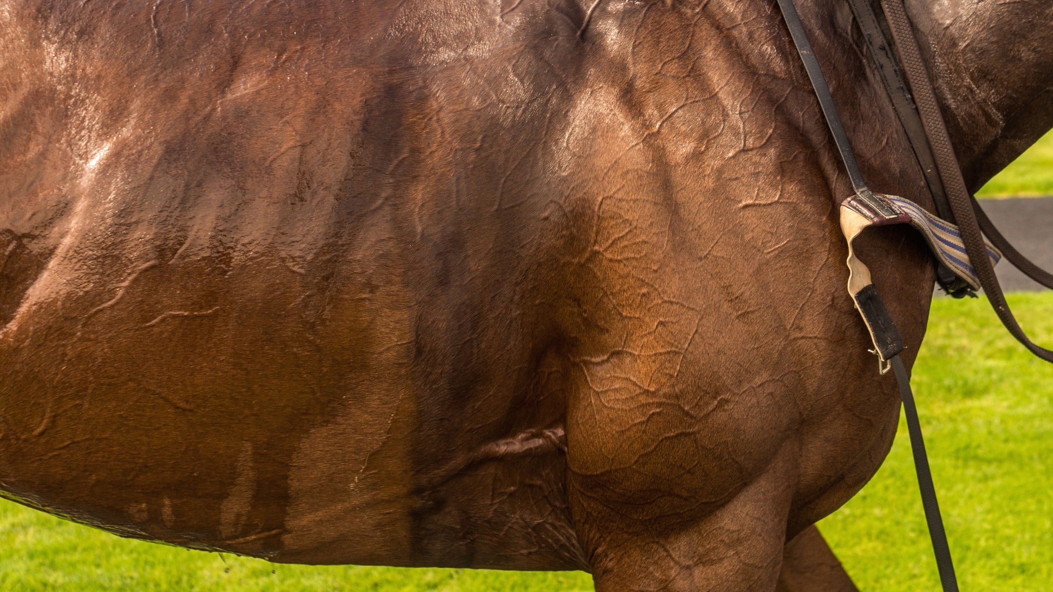 Ascot's Royal Raceday: Witness Thrilling Equestrian Excellence at King George Friday!